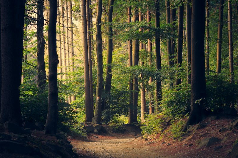 Deep forest trail